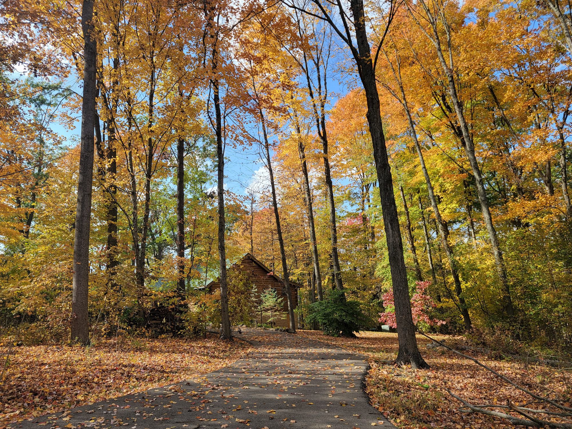 Ferngully Creek wooded setting