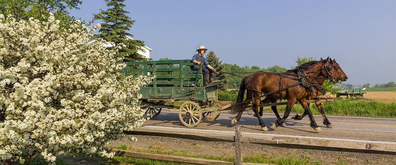 Horse-drawn buggy on an Amish Country road